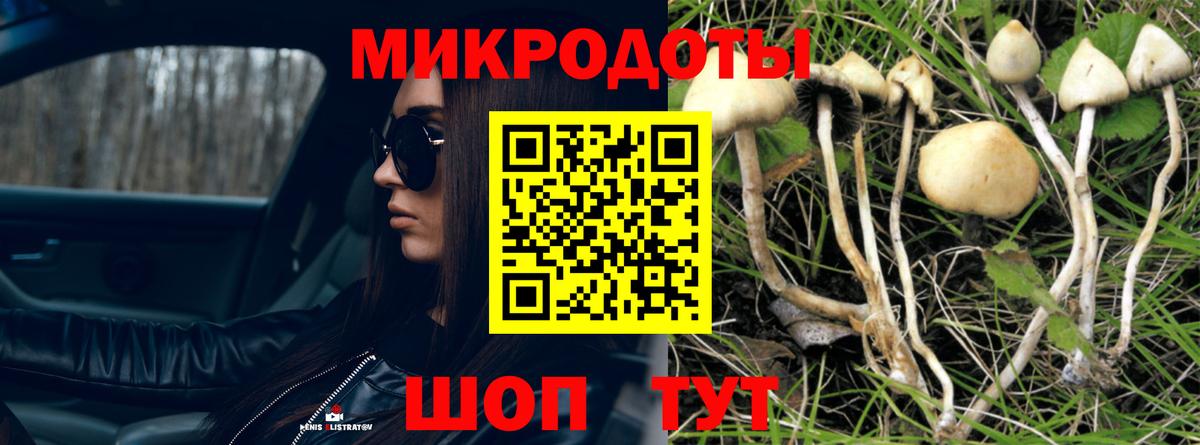 Заволжье  Псилоцибиновые грибы Cubensis  Вход с VPN 